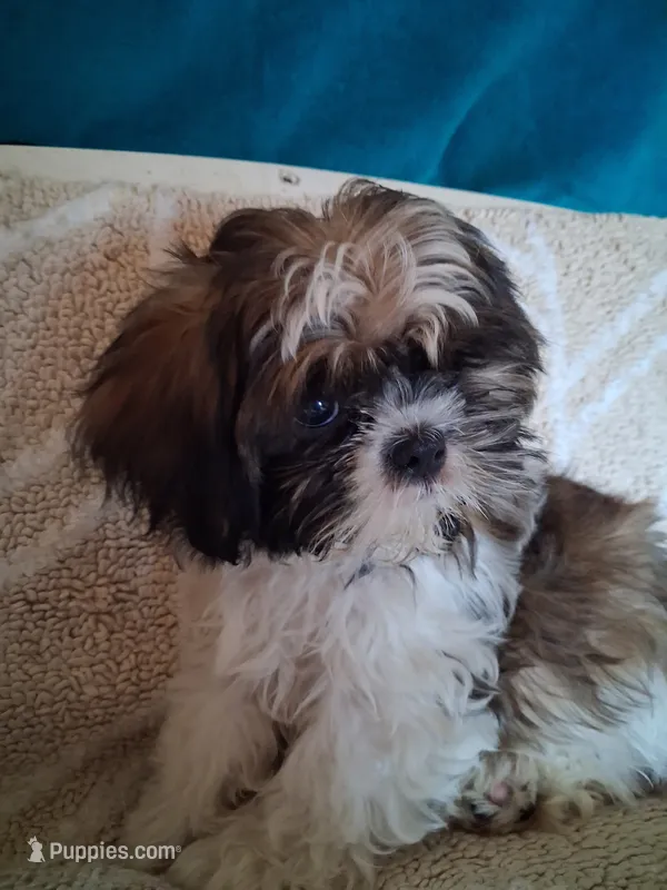 Sally – Shih Tzu puppy for sale in Adams, WI
