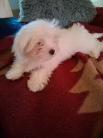 Jayda, a male Maltese for sale in Adams, WI – 2 of 2