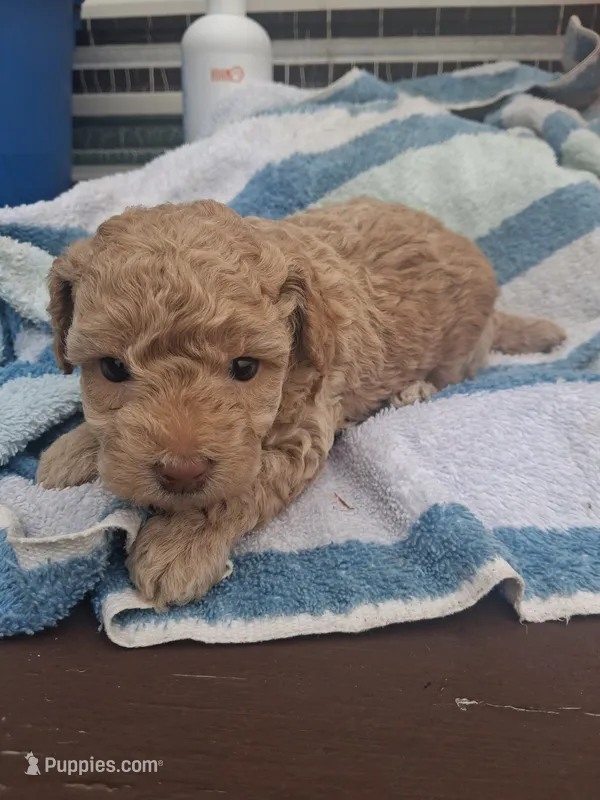 S sophie – Poodle - Toy  puppy for sale in Adams, WI