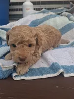 S sophie, a female Poodle - Toy  for sale in Adams, WI – 1 of 4