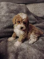 Boots, a female Poodle - Toy  for sale in Adams, WI – Photo 1 of 5