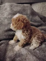 Boots, a female Poodle - Toy  for sale in Adams, WI – Photo 2 of 5