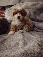 Boots, a female Poodle - Toy  for sale in Adams, WI – Photo 5 of 5