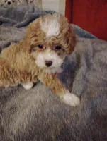 Boots, a female Poodle - Toy  for sale in Adams, WI – Photo 3 of 5