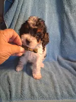 Josie , a female Cavapoo and Poodle - Toy  for sale in Adams, WI – 2 of 7