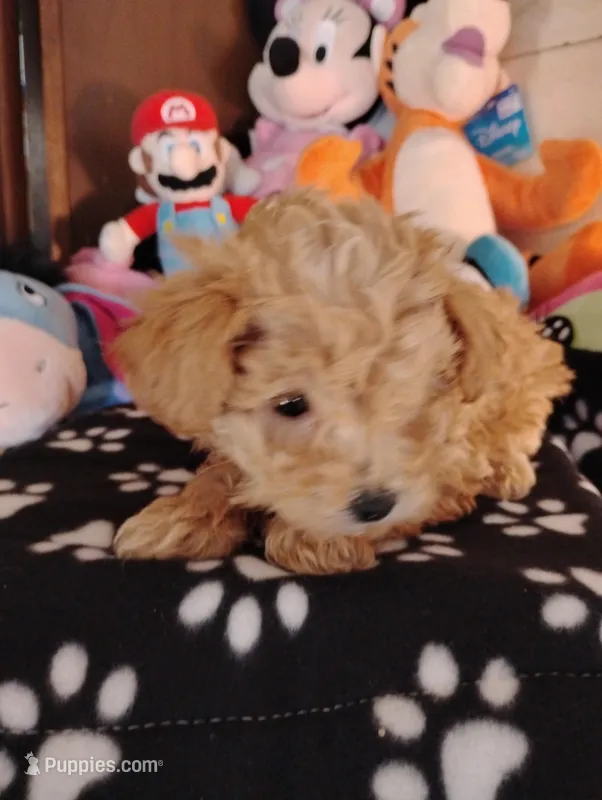 Ozzy – Poodle - Toy  puppy for sale in Adams, WI