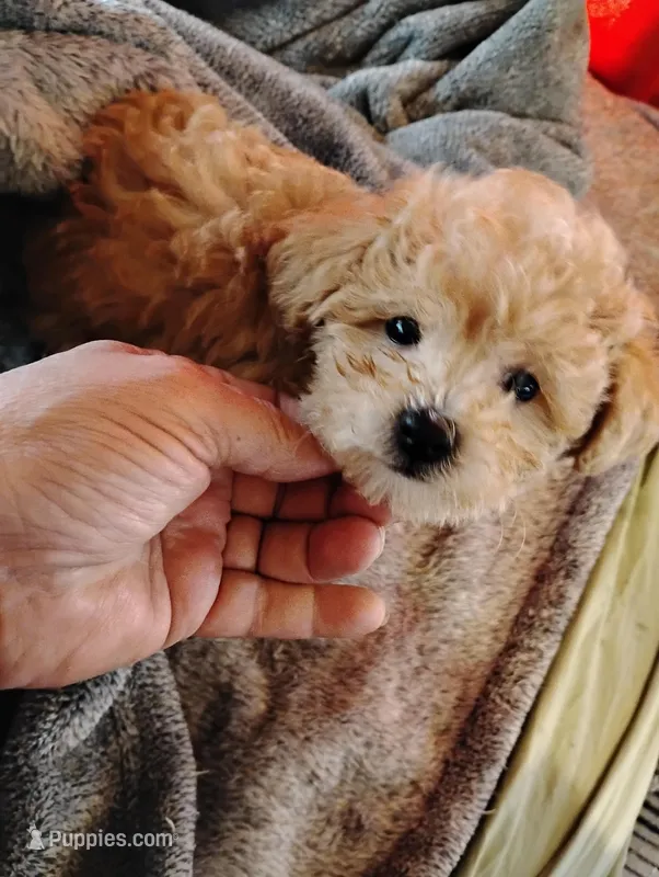 Ozzy – Poodle - Toy  puppy for sale in Adams, WI