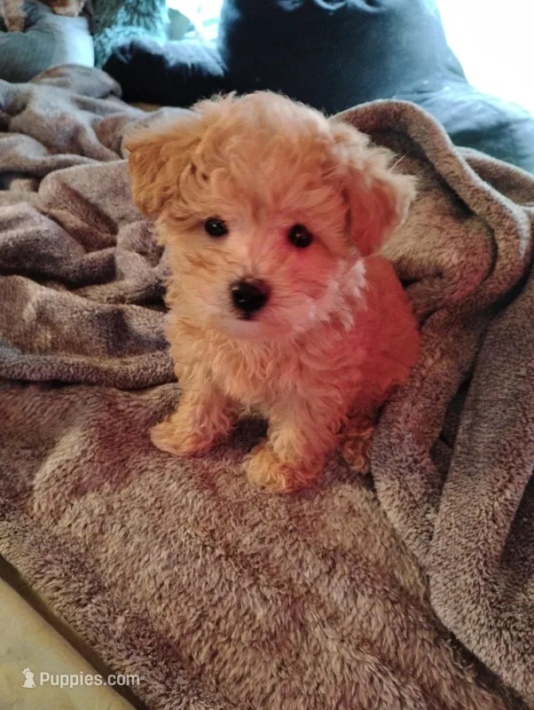 Ozzy – Poodle - Toy  puppy for sale in Adams, WI
