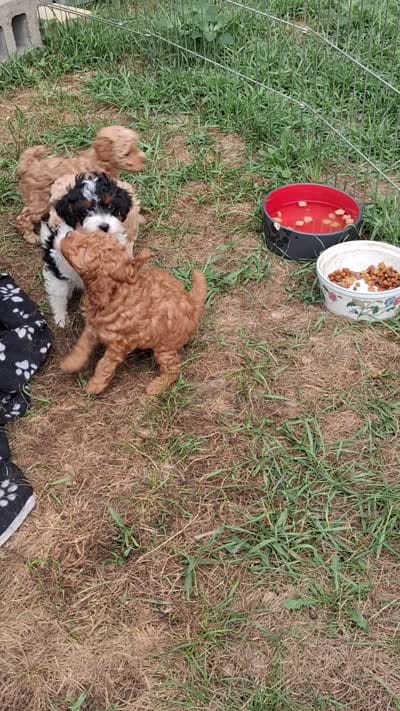 Jackie , a female Cavapoo and Poodle - Toy  for sale in Adams, WI – 3 of 4