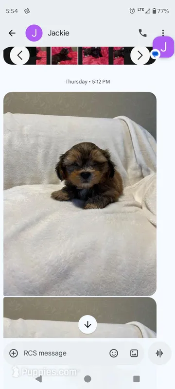 Jack, a male Shorkie for sale in Adams, WI – Photo 1 of 2