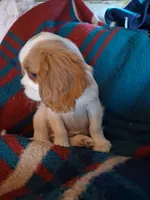 Oliver, a male Cavalier King Charles Spaniel for sale in Adams, WI – 3 of 4