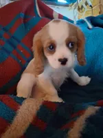 Oliver, a male Cavalier King Charles Spaniel for sale in Adams, WI – 2 of 4