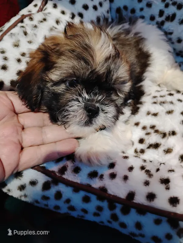 Billy  – Shorkie puppy for sale in Adams, WI