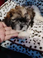 Billy , a male Shorkie for sale in Adams, WI – Photo 1 of 4