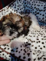 Billy , a male Shorkie for sale in Adams, WI – Photo 3 of 4