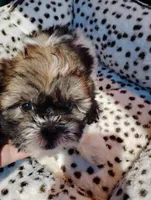 Billy , a male Shorkie for sale in Adams, WI – Photo 4 of 4