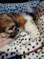 Billy , a male Shorkie for sale in Adams, WI – Photo 2 of 4