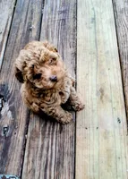 Peanut butter, a male Poodle - Toy  for sale in Adams, WI – 2 of 5