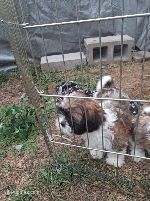 Tony – Shih Tzu puppy for sale in Adams, WI