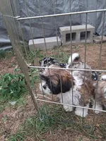 Tony, a male Shih Tzu for sale in Adams, WI – 1 of 2