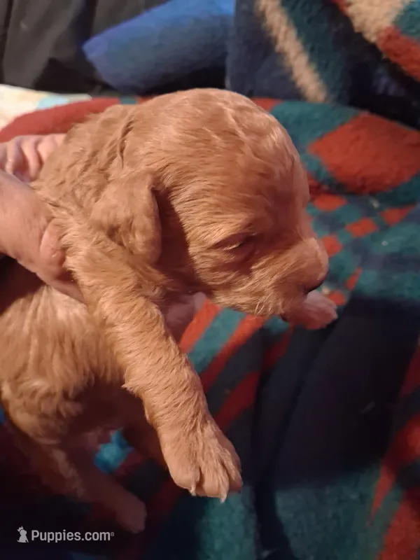 Tina – Poodle - Toy  puppy for sale in Adams, WI