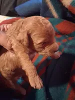 Tina, a female Poodle - Toy  for sale in Adams, WI – 1 of 2