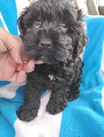 Dixie, a female Cockapoo for sale in Adams, WI – Photo 2 of 2