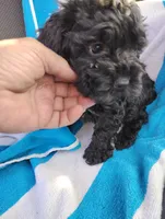 Dixie, a female Cockapoo for sale in Adams, WI – Photo 1 of 2