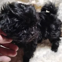 Sally, a female Yorkipoo for sale in Adams, WI – Photo 3 of 3