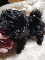 Sally, a female Yorkipoo for sale in Adams, WI – Photo 3 of 3