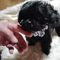 Sally, a female Yorkipoo for sale in Adams, WI – Photo 2 of 3