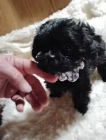 Sally, a female Yorkipoo for sale in Adams, WI – Photo 2 of 3