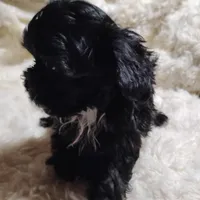 Sally, a female Yorkipoo for sale in Adams, WI – Photo 1 of 3