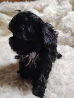 Sally, a female Yorkipoo for sale in Adams, WI – Photo 1 of 3