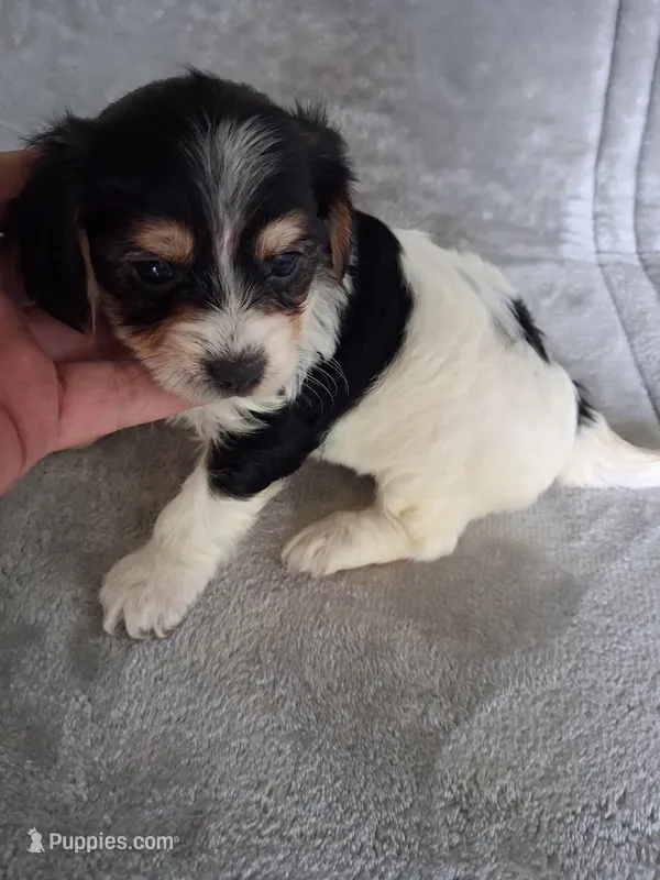 Katie  – Morkie puppy for sale in Adams, WI
