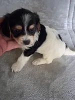 Katie , a female Morkie for sale in Adams, WI – 1 of 2