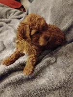 Red, a female Poodle - Toy  for sale in Adams, WI – Photo 4 of 4
