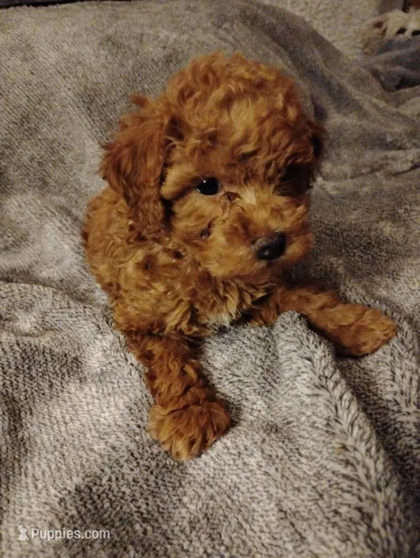 Red, a female Poodle - Toy  for sale in Adams, WI – Photo 1 of 4