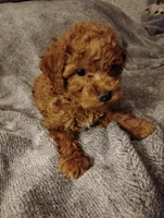 Red, a female Poodle - Toy  for sale in Adams, WI – Photo 1 of 4