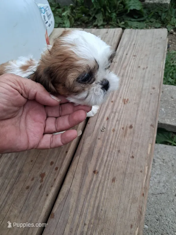Ginger – Shih Tzu puppy for sale in Adams, WI