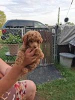 Peanut butter, a male Poodle - Toy  for sale in Adams, WI – 1 of 1