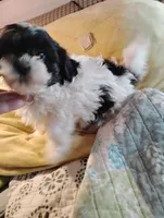 Bobby, a male Shihpoo for sale in Adams, WI – 3 of 6