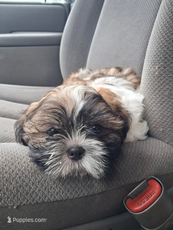 Ozz – Shih Tzu puppy for sale in Adams, WI