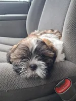 Ozz, a male Shih Tzu for sale in Adams, WI – 1 of 1