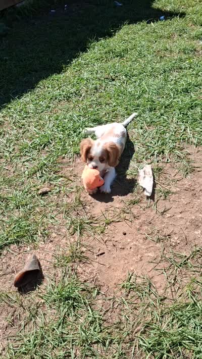 Oliver, a male Cavalier King Charles Spaniel for sale in Adams, WI – 3 of 5