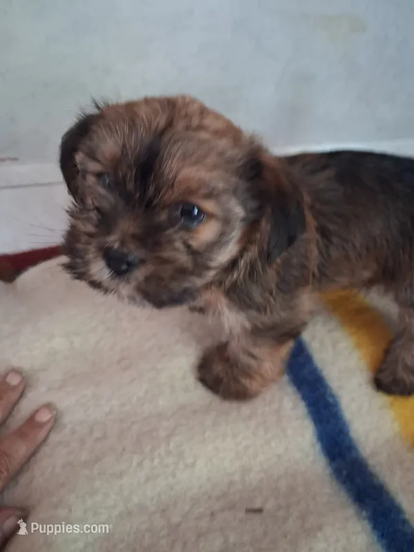 Studly – Shorkie puppy for sale in Adams, WI