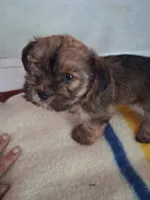 Studly, a male Shorkie for sale in Adams, WI – 1 of 4