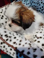 Maggie , a female Shorkie for sale in Adams, WI – 2 of 3