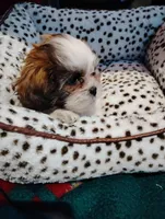 Maggie , a female Shorkie for sale in Adams, WI – 3 of 3