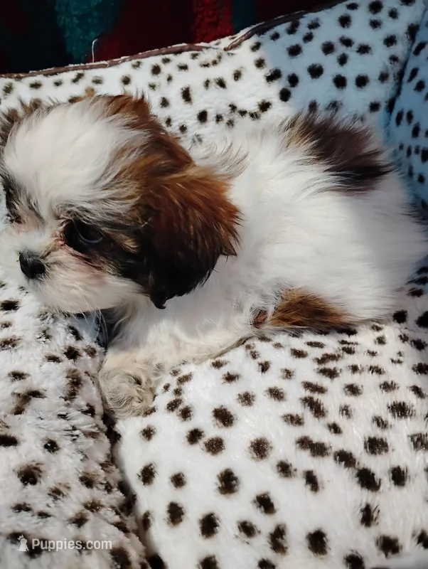 Maggie  – Shorkie puppy for sale in Adams, WI